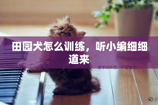 田園犬怎么訓練，聽小編細細道來