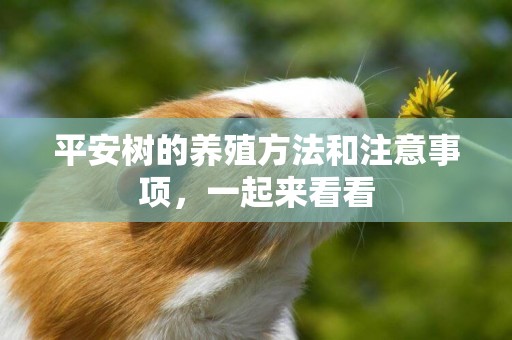平安樹的養殖方法和注意事項，一起來看看