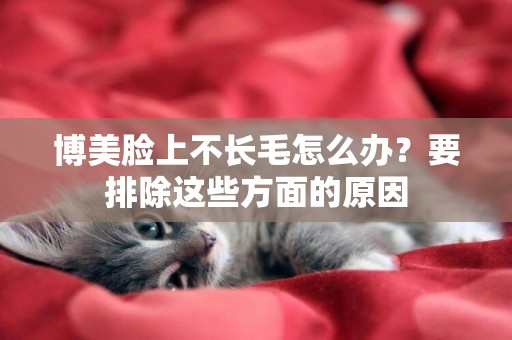 博美臉上不長毛怎么辦？要排除這些方面的原因