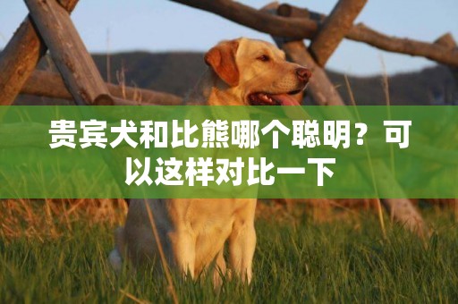 貴賓犬和比熊哪個聰明？可以這樣對比一下