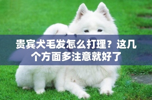 貴賓犬毛發怎么打理？這幾個方面多注意就好了