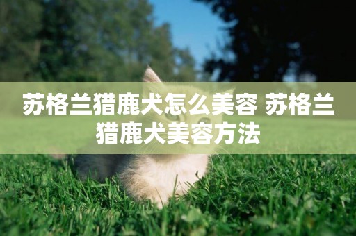 蘇格蘭獵鹿犬怎么美容 蘇格蘭獵鹿犬美容方法