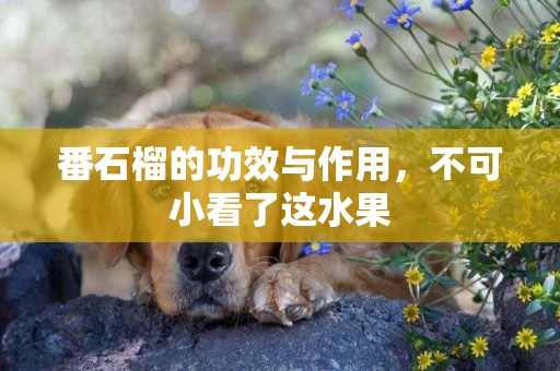番石榴的功效與作用，不可小看了這水果