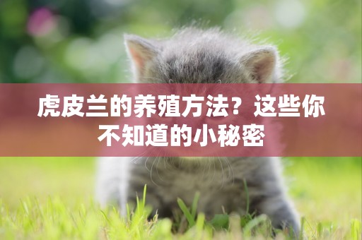 虎皮蘭的養殖方法？這些你不知道的小秘密