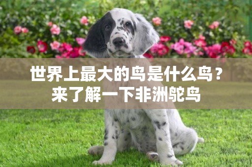 世界上最大的鳥是什么鳥？來了解一下非洲鴕鳥