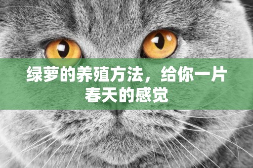 綠蘿的養殖方法，給你一片春天的感覺