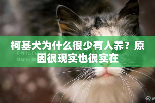 柯基犬為什么很少有人養？原因很現實也很實在