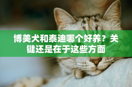 博美犬和泰迪哪個好養？關鍵還是在于這些方面