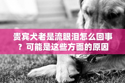 貴賓犬老是流眼淚怎么回事？可能是這些方面的原因