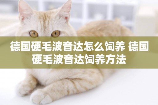 德國硬毛波音達怎么飼養 德國硬毛波音達飼養方法