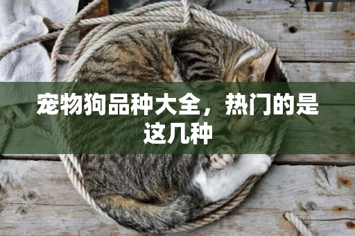 寵物狗品種大全，熱門的是這幾種