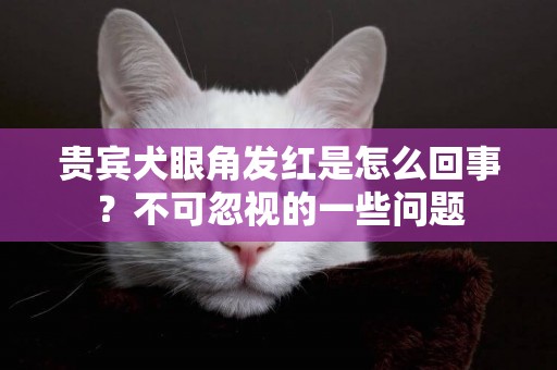 貴賓犬眼角發紅是怎么回事？不可忽視的一些問題