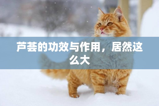 蘆薈的功效與作用，居然這么大