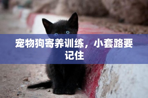寵物狗寄養訓練，小套路要記住