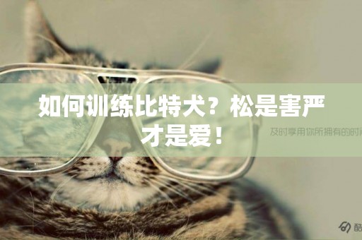 如何訓練比特犬？松是害嚴才是愛！