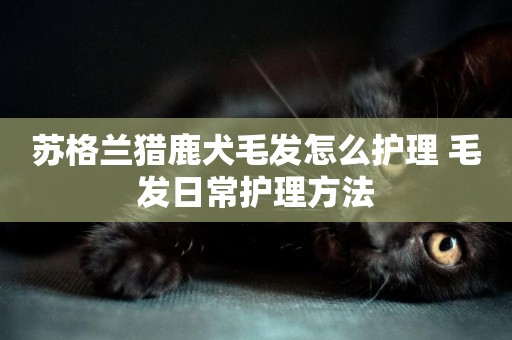 蘇格蘭獵鹿犬毛發怎么護理 毛發日常護理方法