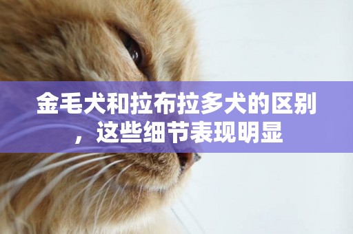 金毛犬和拉布拉多犬的區別，這些細節表現明顯