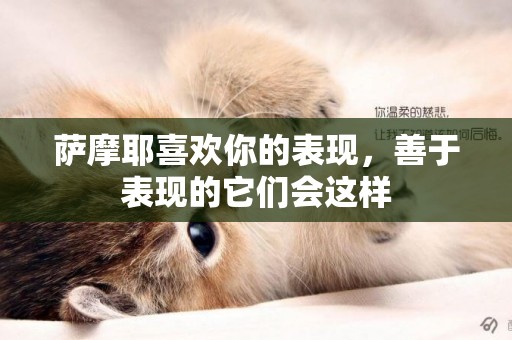 薩摩耶喜歡你的表現，善于表現的它們會這樣