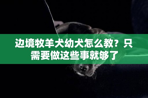 邊境牧羊犬幼犬怎么教？只需要做這些事就夠了