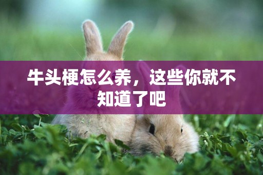 牛頭梗怎么養，這些你就不知道了吧