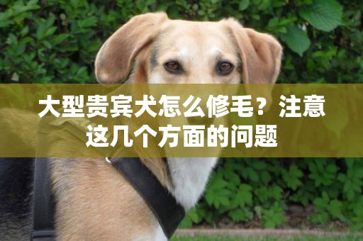大型貴賓犬怎么修毛？注意這幾個方面的問題
