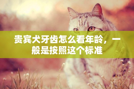 貴賓犬牙齒怎么看年齡，一般是按照這個標準
