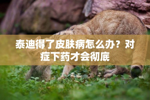 泰迪得了皮膚病怎么辦？對癥下藥才會徹底