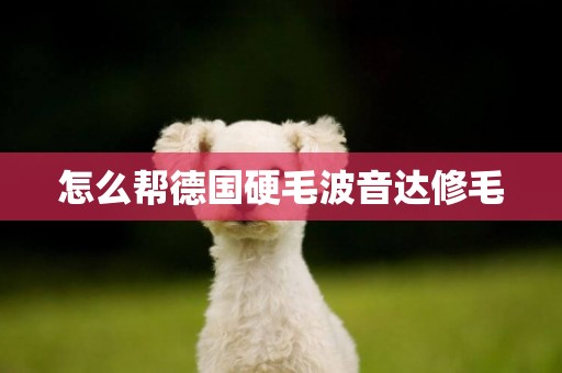 怎么幫德國硬毛波音達修毛