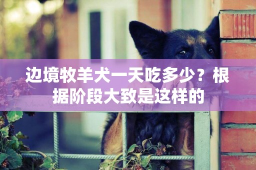 邊境牧羊犬一天吃多少？根據階段大致是這樣的
