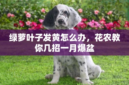 綠蘿葉子發黃怎么辦，花農教你幾招一月爆盆