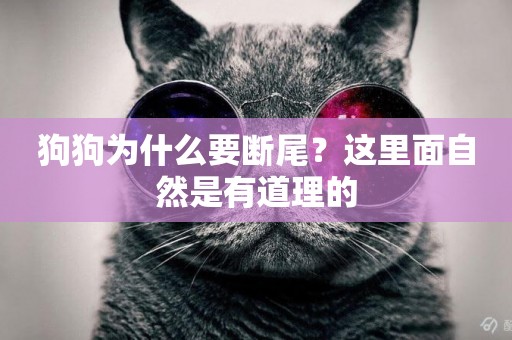 狗狗為什么要斷尾？這里面自然是有道理的