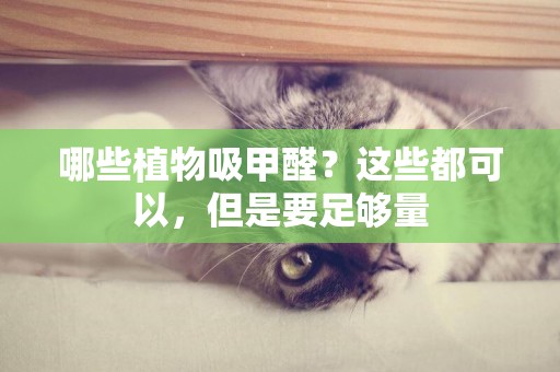 哪些植物吸甲醛？這些都可以，但是要足夠量