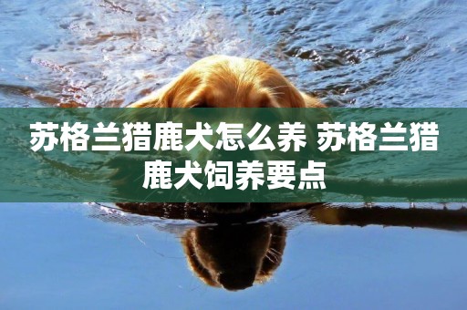 蘇格蘭獵鹿犬怎么養 蘇格蘭獵鹿犬飼養要點