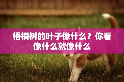 梧桐樹的葉子像什么？你看像什么就像什么