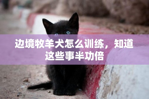 邊境牧羊犬怎么訓練，知道這些事半功倍
