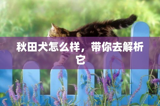 秋田犬怎么樣，帶你去解析它
