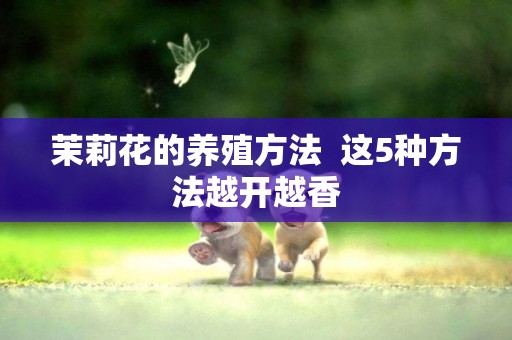 茉莉花的養殖方法  這5種方法越開越香