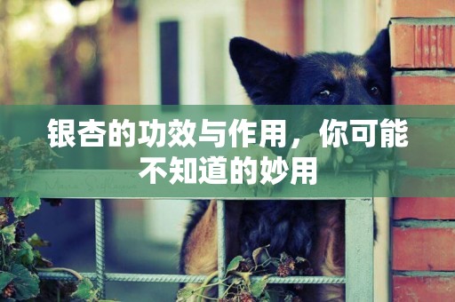 銀杏的功效與作用，你可能不知道的妙用