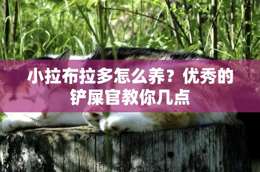 小拉布拉多怎么養？優秀的鏟屎官教你幾點
