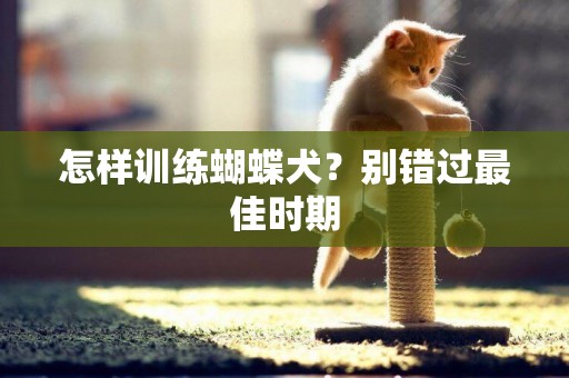 怎樣訓練蝴蝶犬？別錯過最佳時期