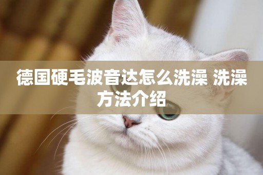 德國硬毛波音達怎么洗澡 洗澡方法介紹
