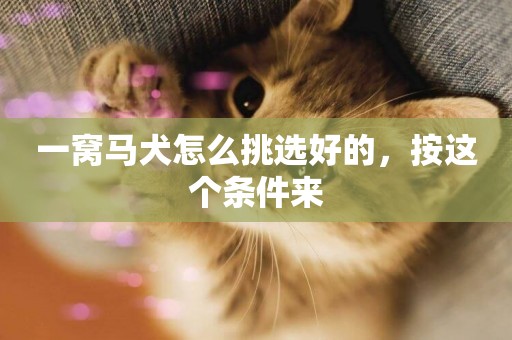 一窩馬犬怎么挑選好的，按這個條件來