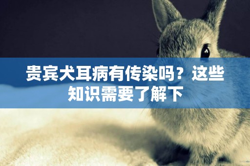 貴賓犬耳病有傳染嗎？這些知識需要了解下