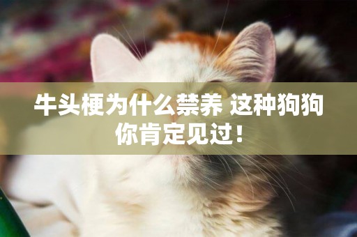 牛頭梗為什么禁養 這種狗狗你肯定見過！