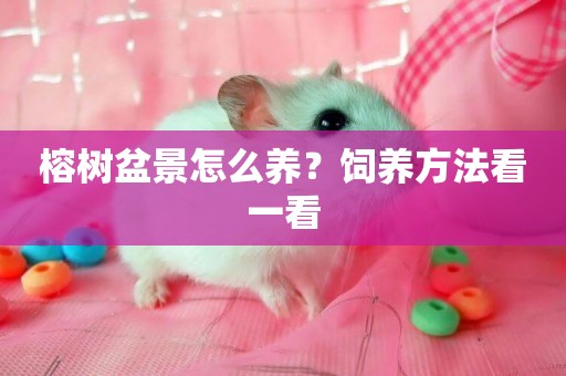 榕樹盆景怎么養？飼養方法看一看