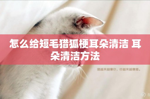 怎么給短毛獵狐梗耳朵清潔 耳朵清潔方法