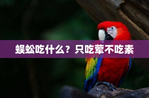蜈蚣吃什么？只吃葷不吃素