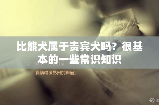 比熊犬屬于貴賓犬嗎？很基本的一些常識知識