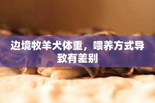 邊境牧羊犬體重，喂養方式導致有差別