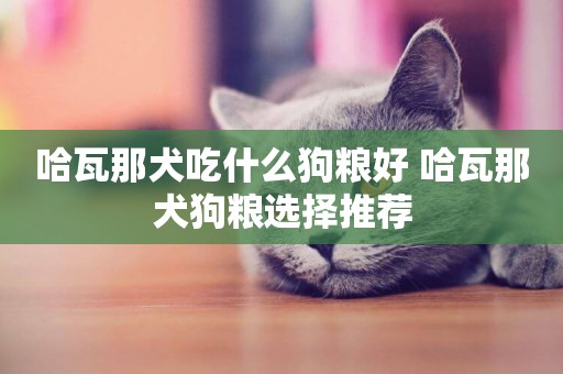 哈瓦那犬吃什么狗糧好 哈瓦那犬狗糧選擇推薦